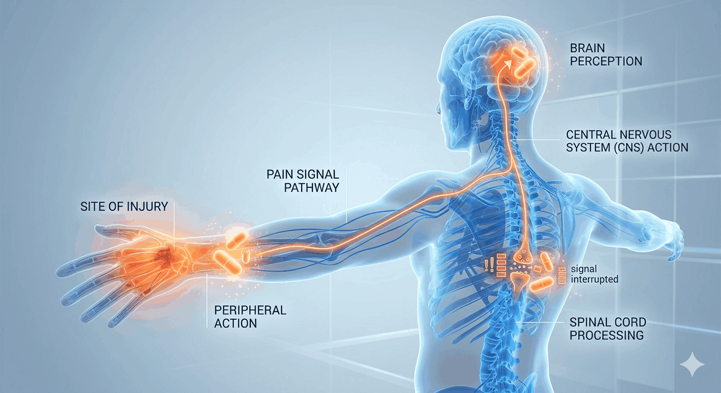 A photorealistic 3D illustration of the human nervous system, with a glowing pathway from the site of injury (e.g., a hand) up the arm to the brain